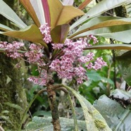 Badula borbonica.bois de savon.primulaceae.endémique Réunion. (1).jpeg